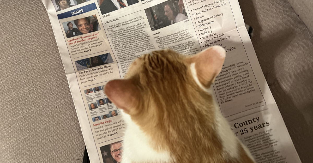 the back view of an orange and white cat's head as the cat "reads" the Chicago City Wire paper