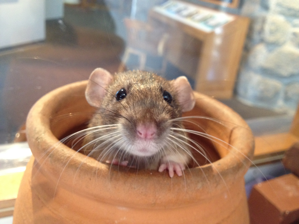 a brown mouse pokes it's head out of a flower pot