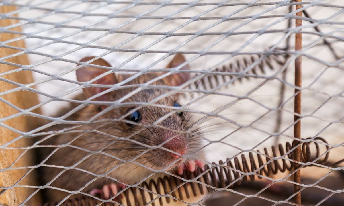 a close up shot of a pet rat in a cage